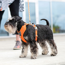 DOG Copenhagen Hondentuig Comfort Walk Pro Orange Sun