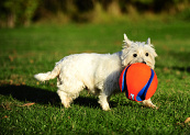Chuckit! Kick Fetch