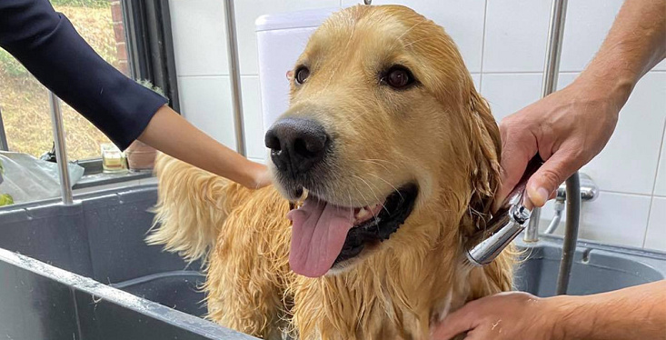 Jouw hond weer fris en fruitig