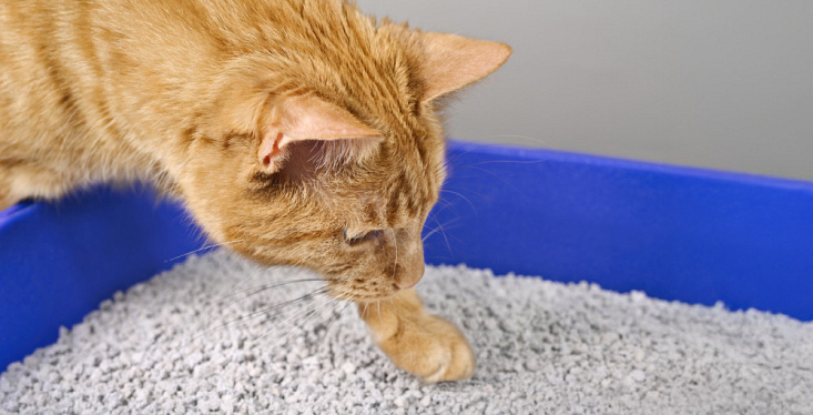 De beste kattenbakvulling