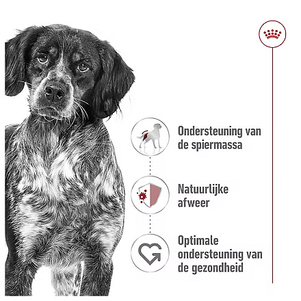 Royal Canin Hondenvoer Medium Adult Loaf 410 gr