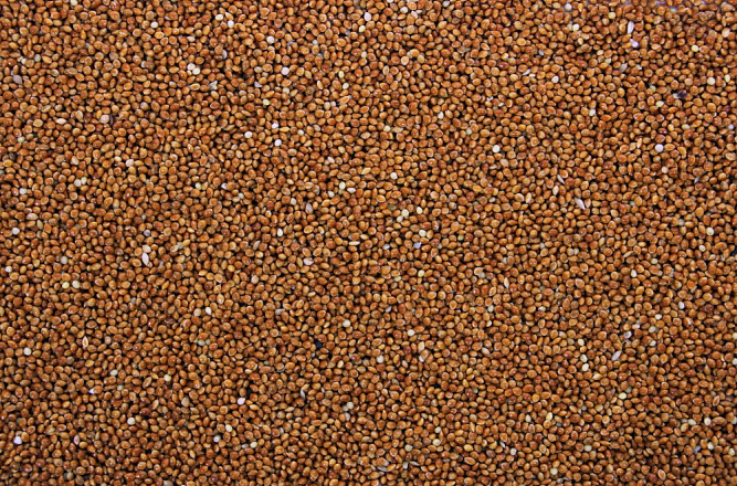Milletzaad Rood 1 kg