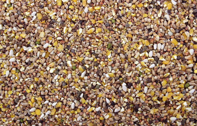 Tortelduivenvoer 5 kg